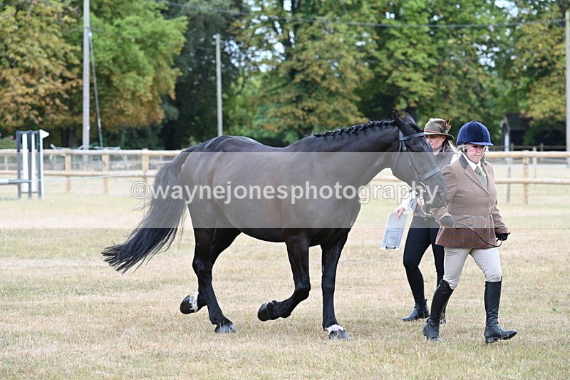 WJ7_0035 - Class 5a Most Handsome Gelding (above 14.2hh)