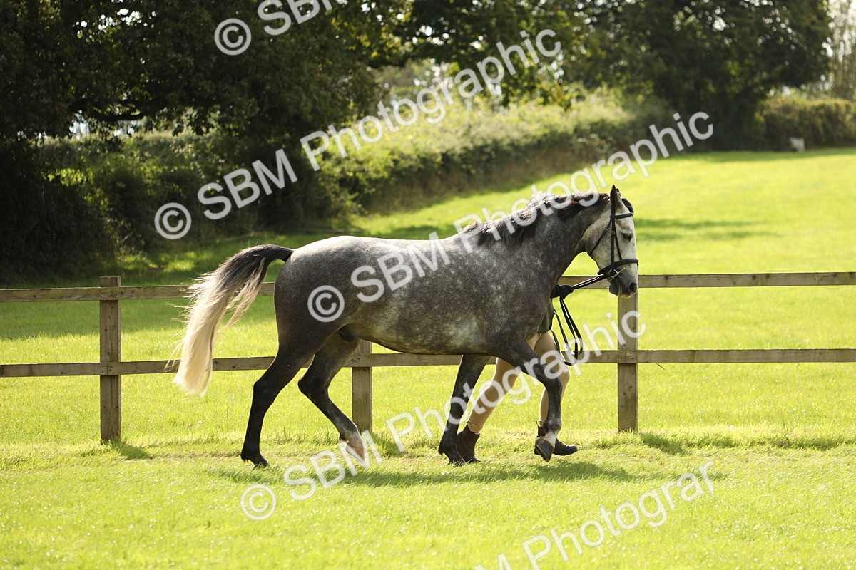 SBM_65369 - S47 - Mountain & Moorland In Hand Large Breeds