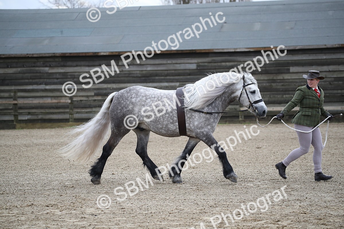 SBM_004037 - Class 1-4 - Young Stock classes Inc. In Hand Championship