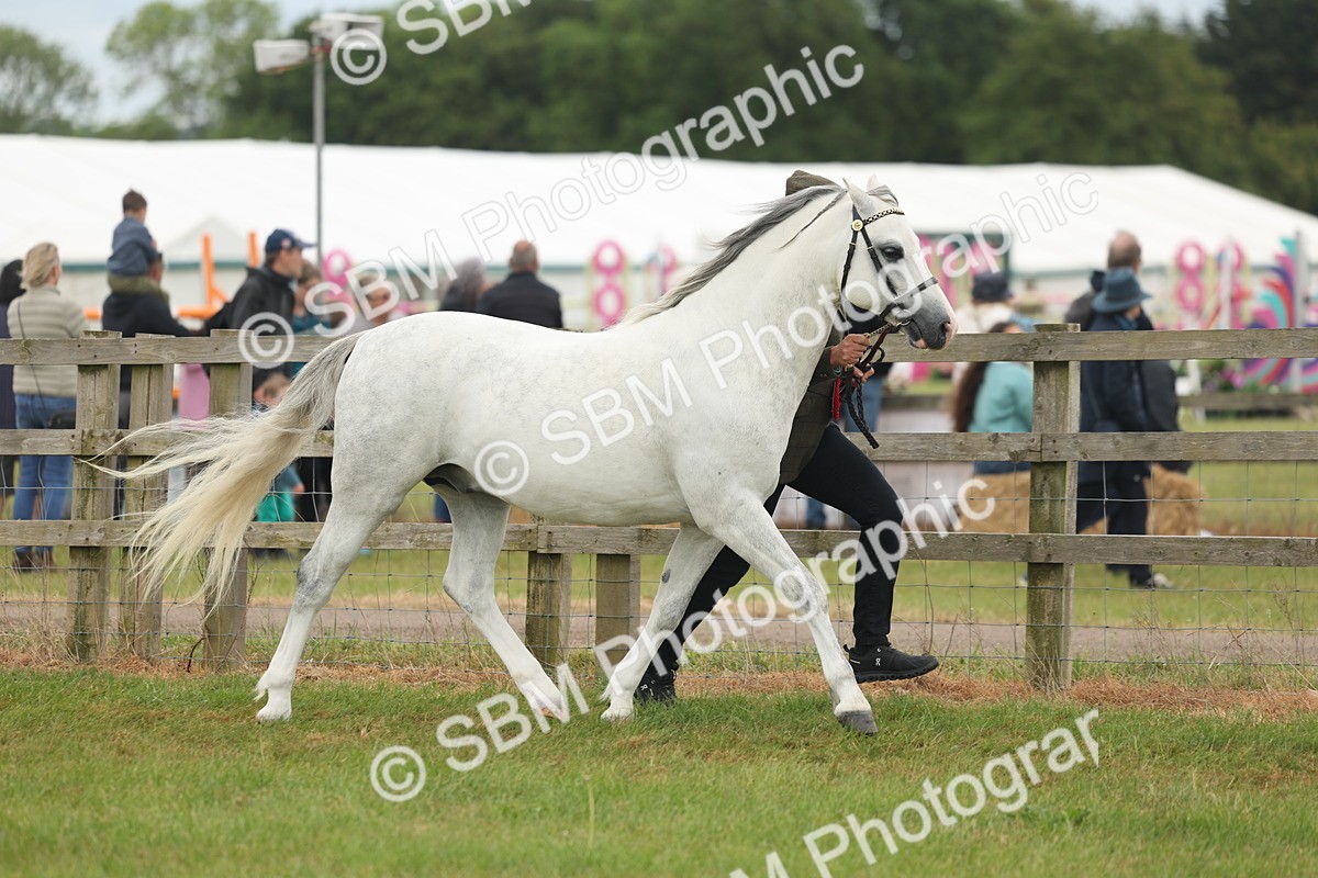 SBM_05004 - Class 50-57 - M&M Welsh Pony In Hand