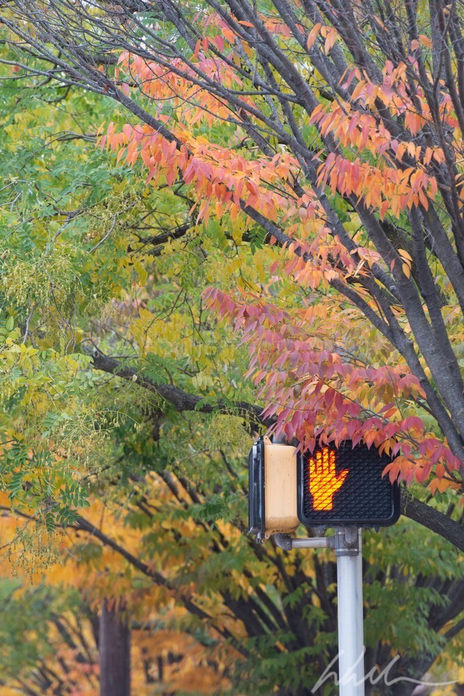 DSC_3281 - Autumn