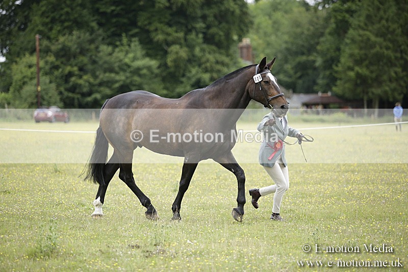 BVR160717-1101 - In Hand Championship 16/07/17