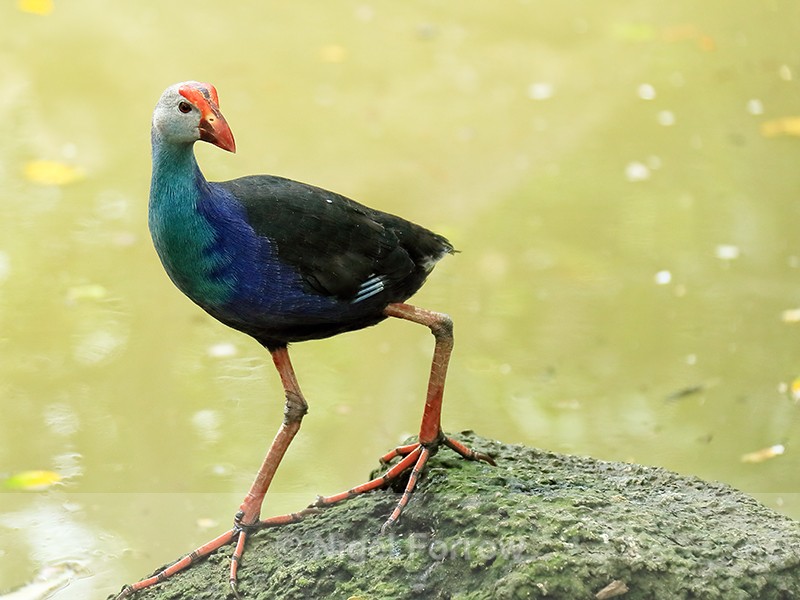 Black-backed Swamphen, My Khanh Tourist Garden, Can Tho, Vietnam - Purple Swamphen