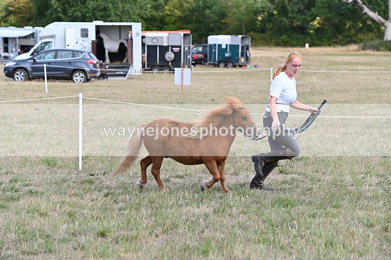 WJ6_6887 - Class 21 Shetland & Mini Horses