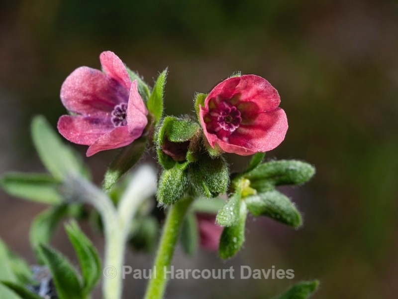 Houndstongue (Cynoglossum officinale - Wild Flowers 2020