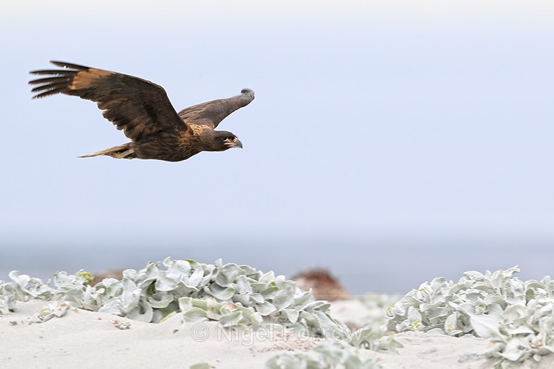 Striated Caracara in flight low over beach, Sea Lion Island, Falklands - Striated Caracara