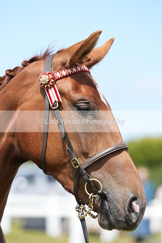 DSC06260 - Class 54: Hunter/Riding Horse/Hack 1 & 2 yr olds