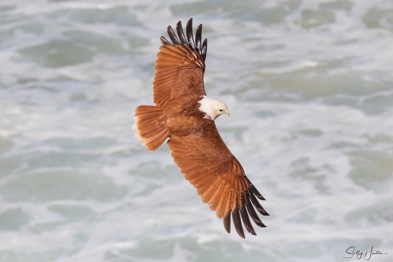 Brahminy Kite with crab 5