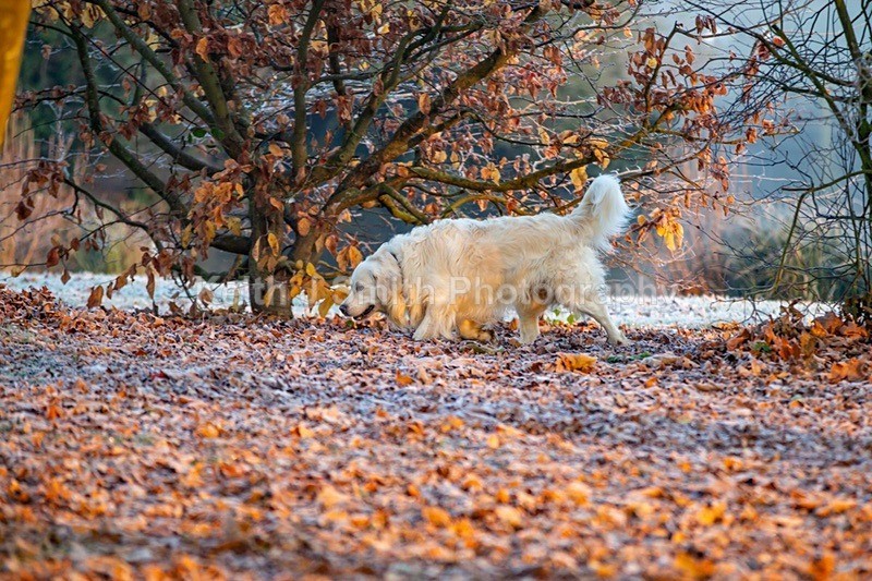 2KJS1172 - Dogs in Abington Park
