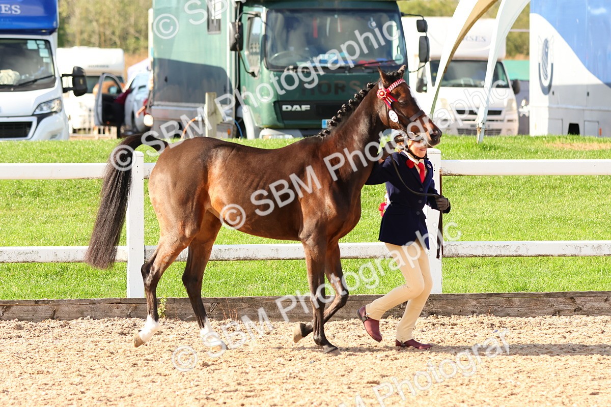 SBM_08643 - Class 203 - Young Handler 10 Years and Under
