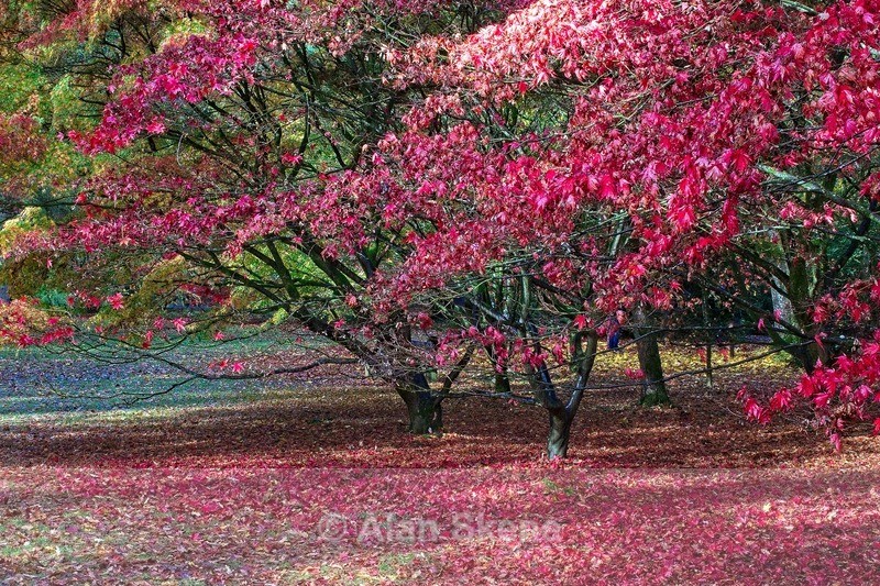 DSC05960 - Flora