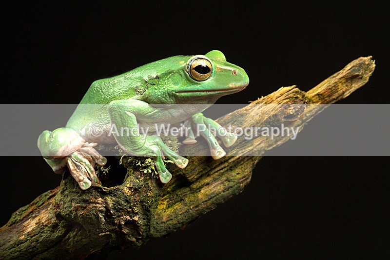 20140325-3K8A9527-2843 - Frogs & Toads