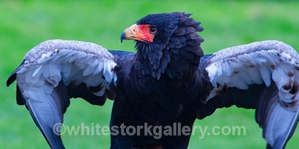 Prepapring for Take Off ! - Wildlife and Animals