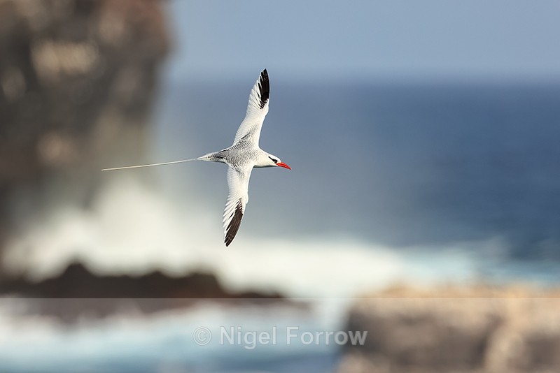 Red-billed Tropicbird flying, Espanola, Galapagos - Red-billed Tropicbird