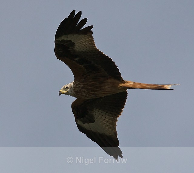 Red Kite fly-past - Red Kite
