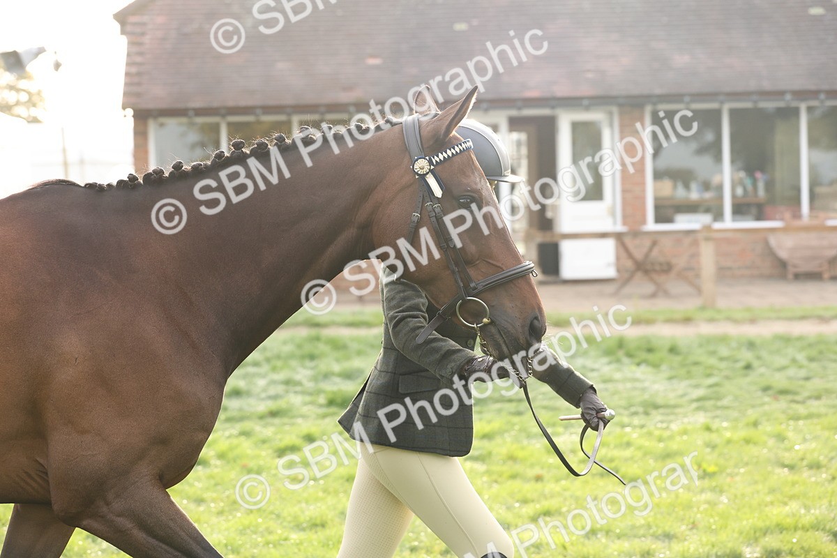 SBM_54990 - S52 - Riding Horse & Hack & thoroughbred In Hand