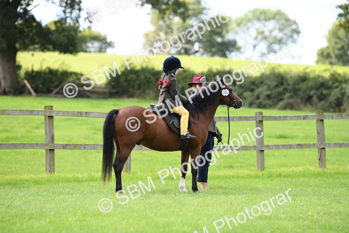 SBM_42494 - S20 - Lead Rein Mountain & Moorland Pony