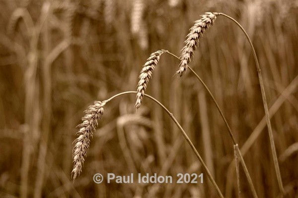Wheat - Creative