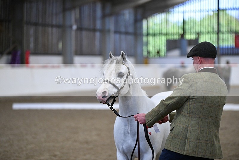 WJ5_5523 - Class 4 In hand M&M - small breeds