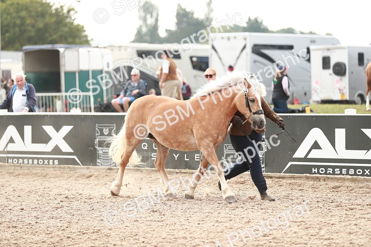 SBM_11794 - Class 206 IH Non Show Type Pony