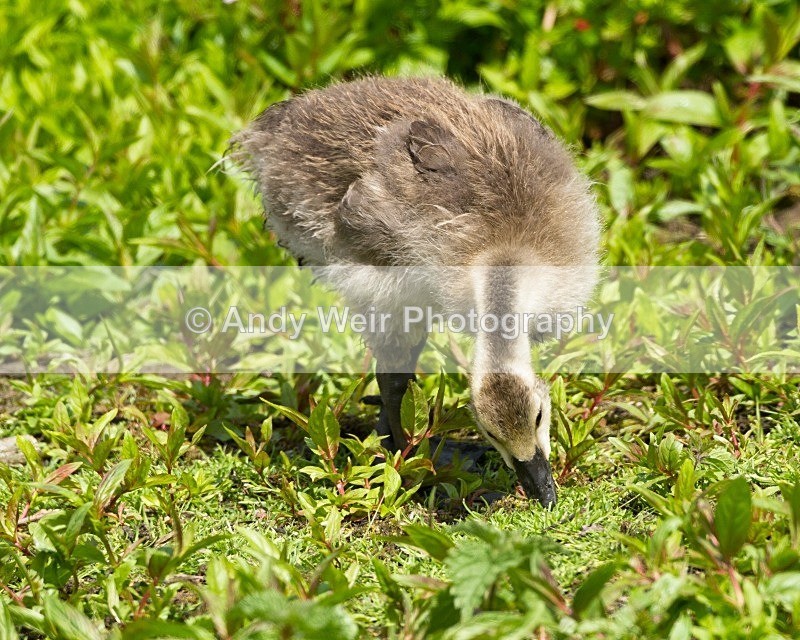 20110702-_MG_6211 - Geese