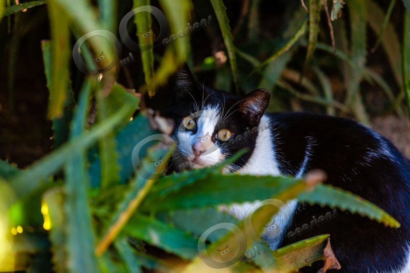 Cat domestic-19 - Pet Photography
