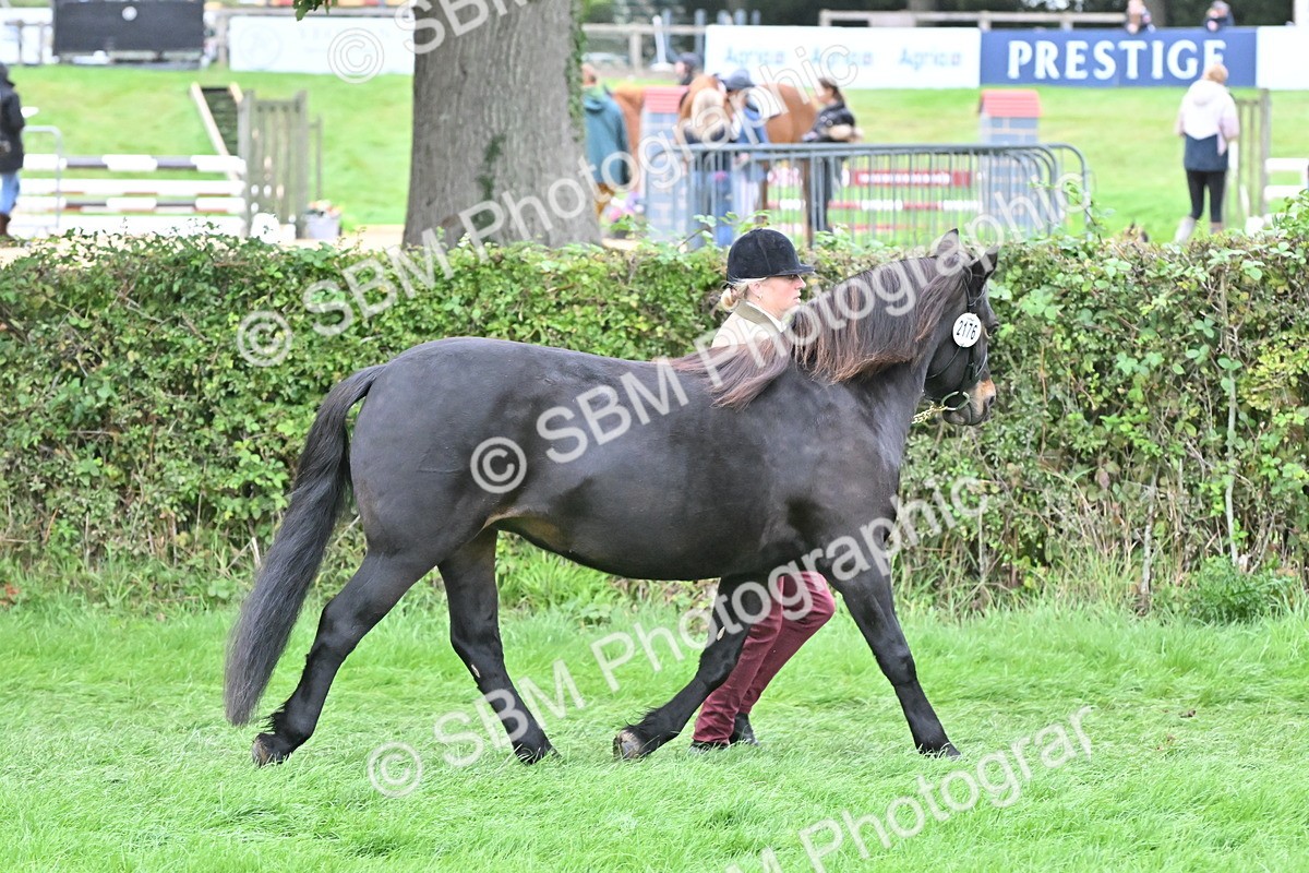 SBM_60978 - S48 - Mountain & Moorland In Hand Small Breeds