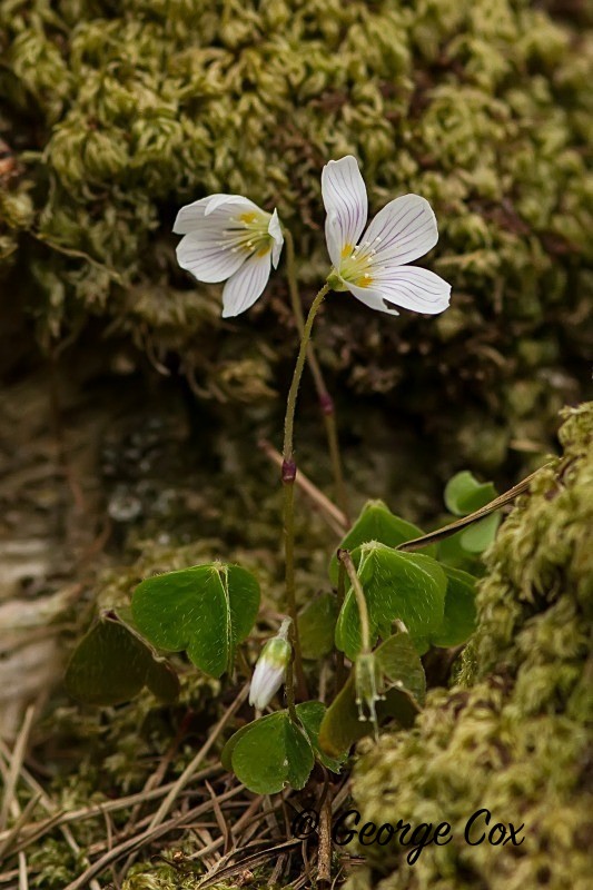 Wood Avens