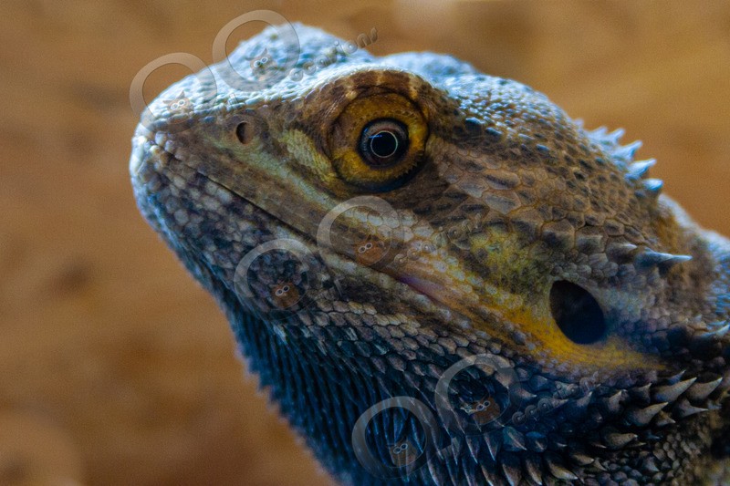 bearded dragon Pogona vitticeps-0360 - Pet Photography