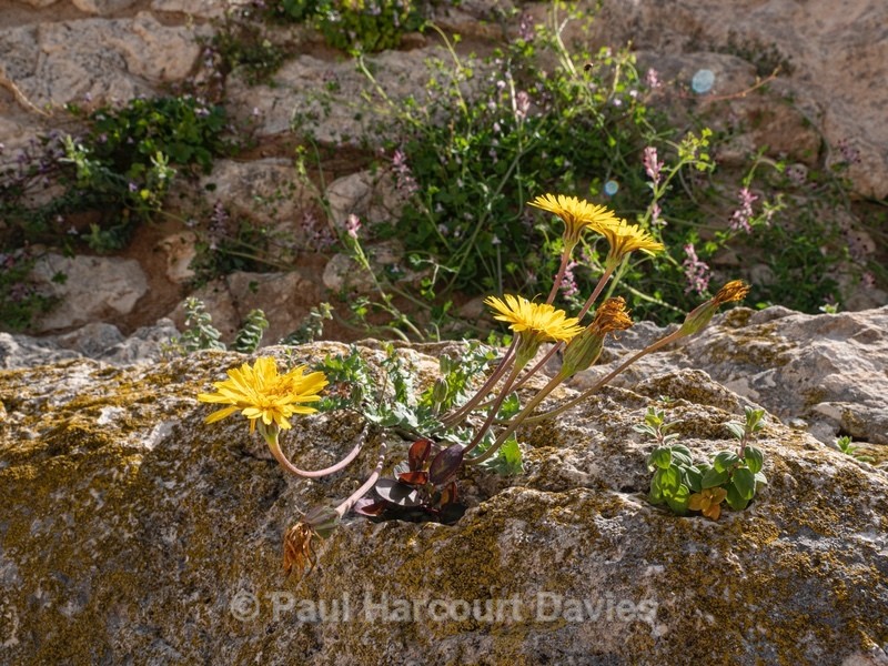 Perennial hyoseris (Hyoseris radiata) - Gargano - Flowers in the Landscape