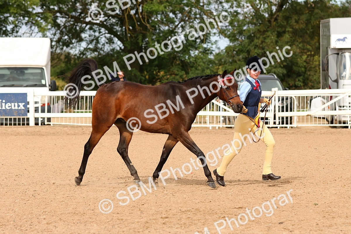 SBM_10253 - Class 205 - IH Show Pony - Show Hunter Pony