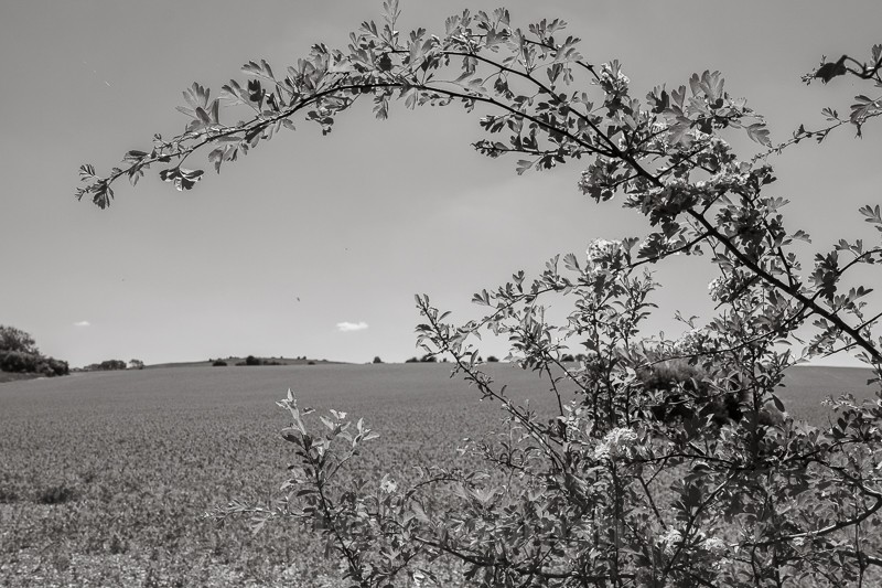  - Chase Fields