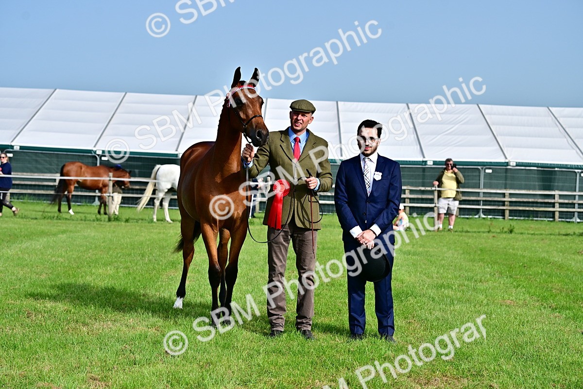 SBM_00114 - Class 46-49 - Arab and Part Bed-Anglo Arab In Hand