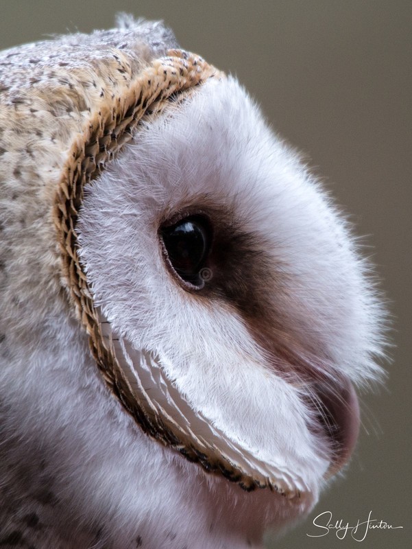 Barn Owl Portrait 5