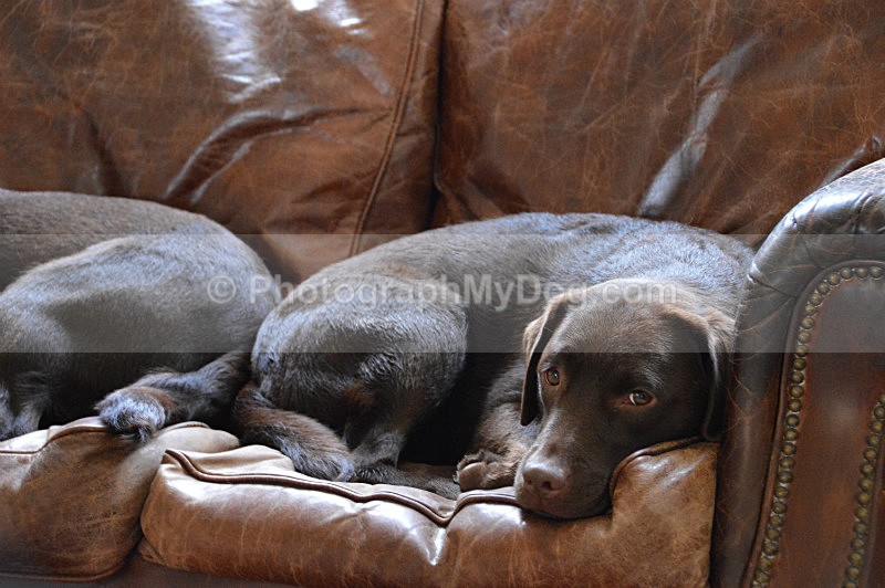  - Chocolate Labradors