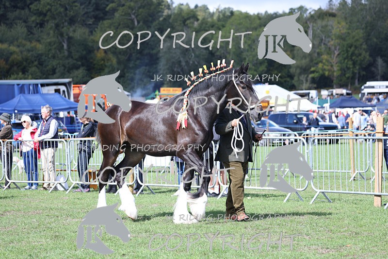 APP_3142 - Class 3 Youngstock