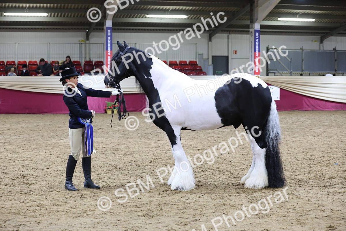 SBM_20458 - Class F - IH Small (148cm & Under)Champ