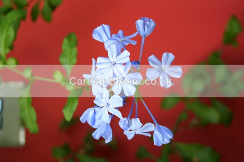 Plumbago - GARDEN FLOWERS