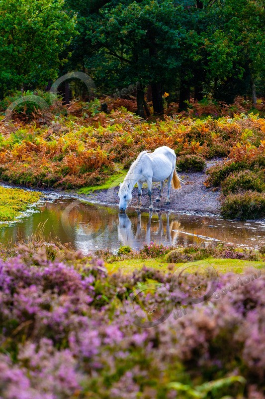 Grey Horse at waterhole-IMG_7893 - Pet Photography