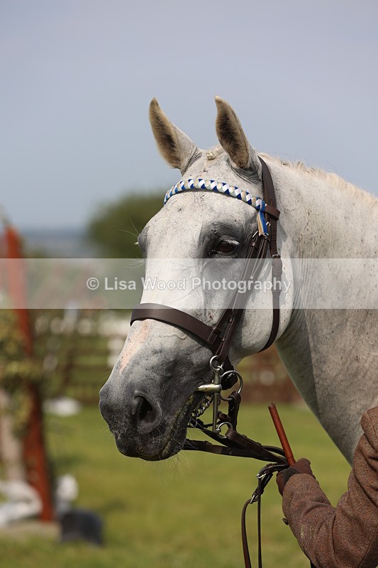 JPP_4293 - Class 25: Working Show Horse