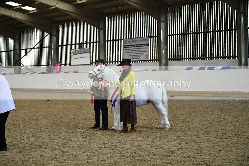 WJ5_5764 - Morning in hand Championship