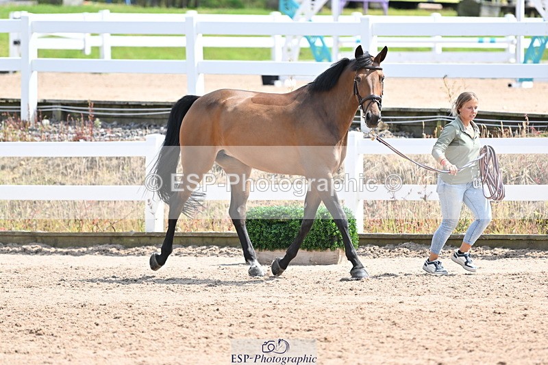 240717A-145216-02354 - Trot Up 2pm to 3pm - This folder is not in time order