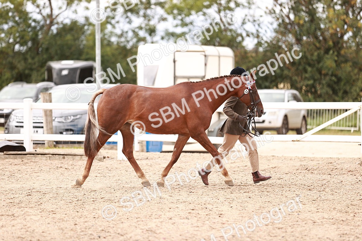 SBM_16281 - Class 413 - Best Condition - Adult