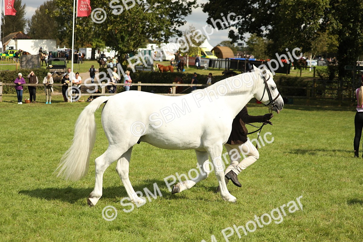 SBM_65447 - S47 - Mountain & Moorland In Hand Large Breeds
