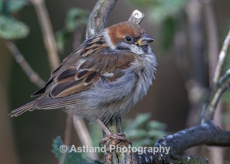 Tree Sparrow - Latest Images