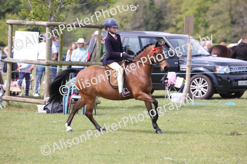 20260426-2959 - Class 33 - Best Pony 14.2hh and Under