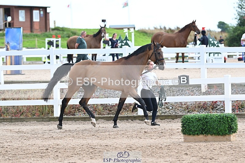 240717A-142742-02069 - Trot Up 2pm to 3pm - This folder is not in time order