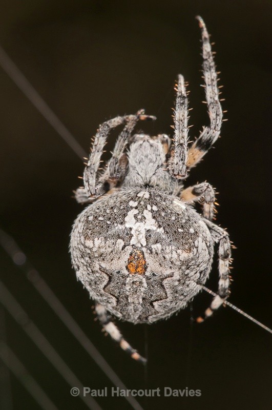  - Bugs: Spiders