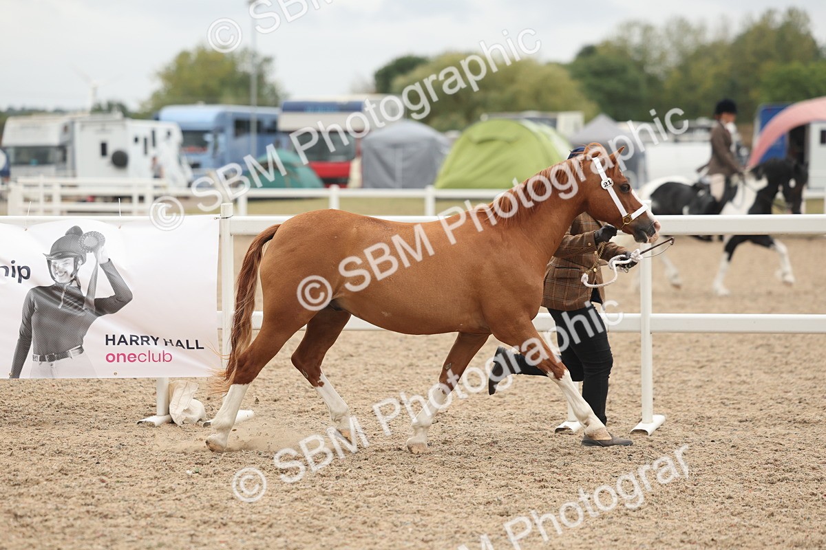 SBM_19267 - Class 317 - IH Pure Bred Horse-Pony