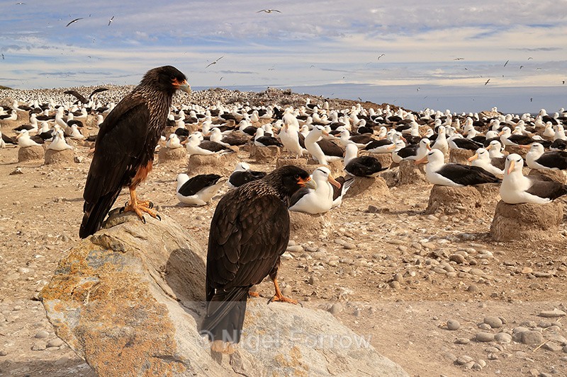 Striated Caracaras beside Black-browed Albatross colony, Falklands - Striated Caracara